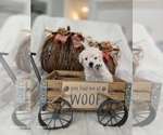 Puppy Jack Poodle (Toy)
