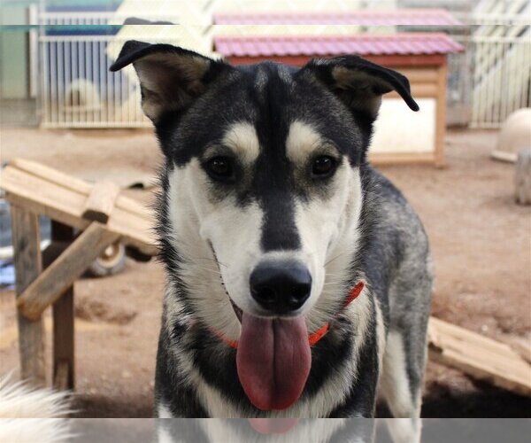Medium Photo #7 Siberian Husky-Unknown Mix Puppy For Sale in Cedar Crest, NM, USA