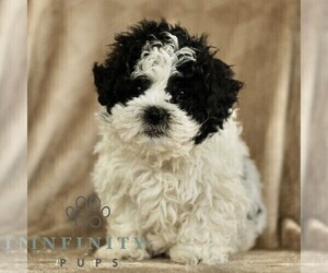 ShihPoo Puppy for sale in GORDONVILLE, PA, USA