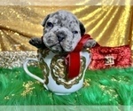 Small Photo #54 French Bulldog Puppy For Sale in HAYWARD, CA, USA