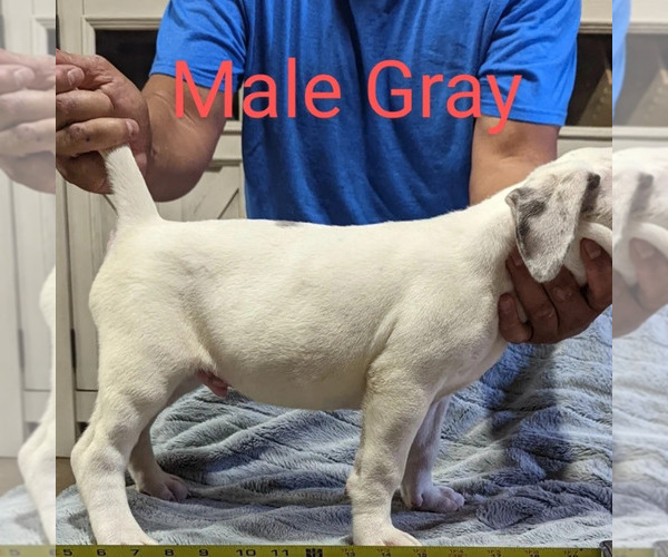 Medium Photo #1 American Bully Puppy For Sale in MILILANI, HI, USA
