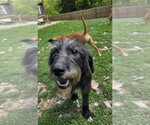 Small #2 Labrador Retriever Mix