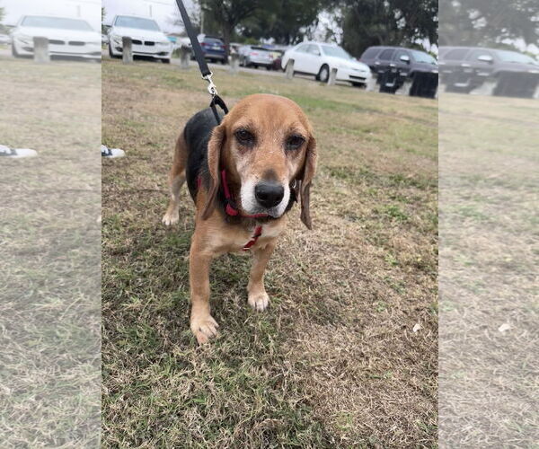 Medium Photo #1 Beagle Puppy For Sale in Tampa, FL, USA