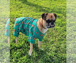 Small Photo #2 Boston Terrier-Boxer Mix Puppy For Sale in Little Elm, TX, USA