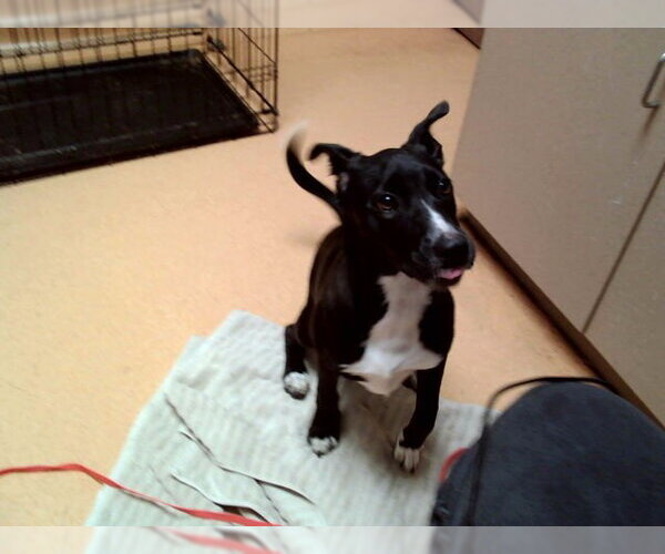 Medium Photo #1 Mutt Puppy For Sale in Martinez, CA, USA