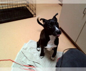 Mutt Dogs for adoption in Martinez, CA, USA