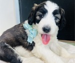 Puppy Duke Simon Sheepadoodle