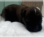 Small #2 Boxer
