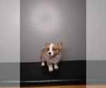 Small Photo #2 Pembroke Welsh Corgi Puppy For Sale in INDIANAPOLIS, IN, USA