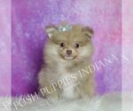 Small Photo #53 Pomeranian Puppy For Sale in WARSAW, IN, USA