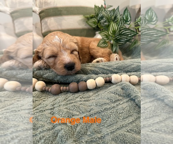 Medium Photo #24 Golden Mountain Doodle  Puppy For Sale in CHOUDRANT, LA, USA
