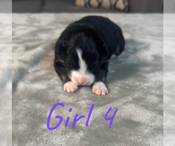 Medium Photo #19 Australian Shepherd Puppy For Sale in SALISBURY, NC, USA
