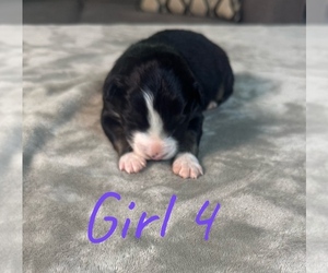 Medium Australian Shepherd