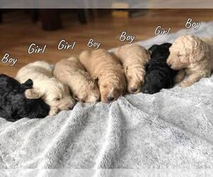 Goldendoodle Puppy for sale in HUNTINGTON, IN, USA