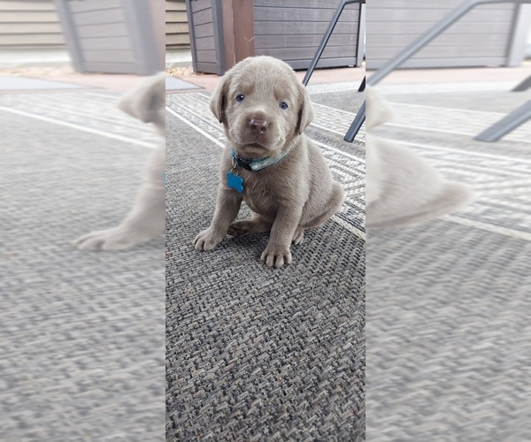 Medium Photo #3 Labrador Retriever Puppy For Sale in HILLSBORO, IL, USA