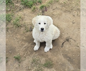Great Bernese Puppy for sale in SPRING CITY, TN, USA