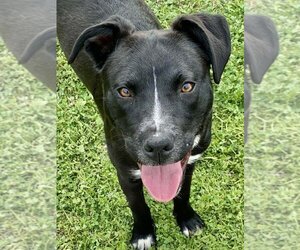 Mutt Dogs for adoption in San Angelo, TX, USA