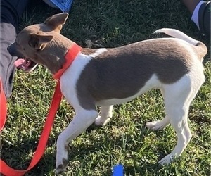 Rat Terrier Dog for Adoption in COOPERSBURG, Pennsylvania USA