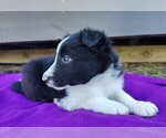 Small #6 Border Collie