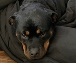 Small Photo #1 Rottweiler Puppy For Sale in ELDERSBURG, MD, USA