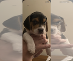 Puppy 5 Beabull-Beagle Mix
