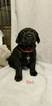 Small Photo #13 German Shorthaired Lab Puppy For Sale in RAPID CITY, SD, USA