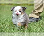 Small #5 Miniature Australian Shepherd