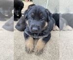 Small Photo #1 German Shepherd Dog Puppy For Sale in HADLEY, MN, USA