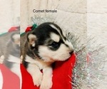 Small Photo #3 Siberian Husky Puppy For Sale in WASHBURN, WI, USA