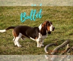 Small Photo #5 Basset Hound Puppy For Sale in SEQUIM, WA, USA