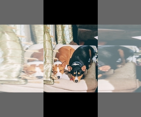 Medium Photo #9 Basenji Puppy For Sale in LOMETA, TX, USA