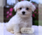 Small #1 Maltese