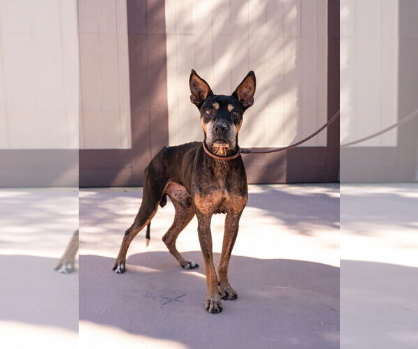 Medium Photo #16 Doberman Pinscher-Unknown Mix Puppy For Sale in Lake Forest, CA, USA