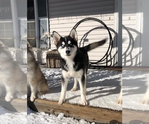 Pomsky Puppy for sale in SAVOY, MA, USA