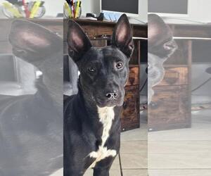 Mutt Dogs for adoption in DuQuoin, IL, USA