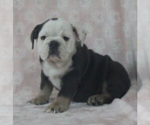 English Bulldog Puppy for Sale in MARSHFIELD, Missouri USA