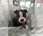 Puppy Zeus Boston Terrier