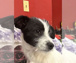 Mutt Dogs for adoption in San Diego, CA, USA