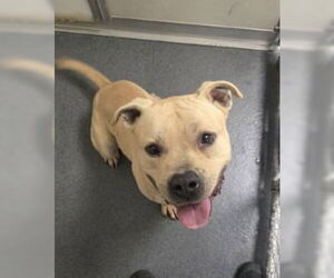 Mutt Dogs for adoption in Glen Allen, VA, USA