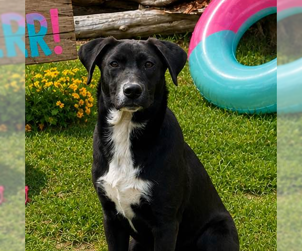 Medium Photo #2 Labrador Retriever Puppy For Sale in Yardley, PA, USA
