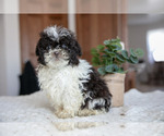 Small Photo #11 ShihPoo Puppy For Sale in BERNE, IN, USA