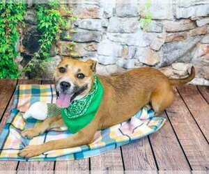 Labrador Retriever-Unknown Mix Dogs for adoption in Kennesaw, GA, USA
