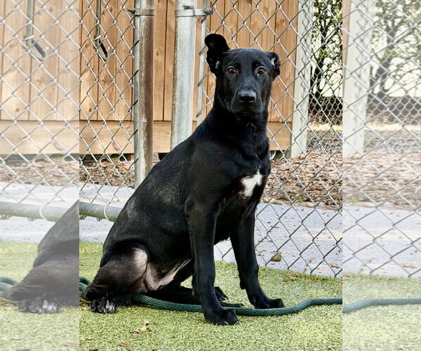 Medium Photo #2 Labrador Retriever-Unknown Mix Puppy For Sale in Hilton Head, SC, USA