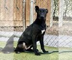 Small Photo #2 Labrador Retriever-Unknown Mix Puppy For Sale in Hilton Head, SC, USA