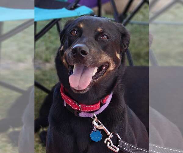 Medium Photo #4 Labrottie Puppy For Sale in Fort Worth, TX, USA