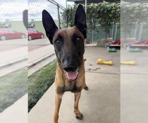 Mutt Dogs for adoption in Chula Vista, CA, USA
