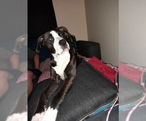 American Pit Bull Terrier Dogs for adoption in Evansville, IN, USA