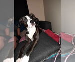 Small American Pit Bull Terrier