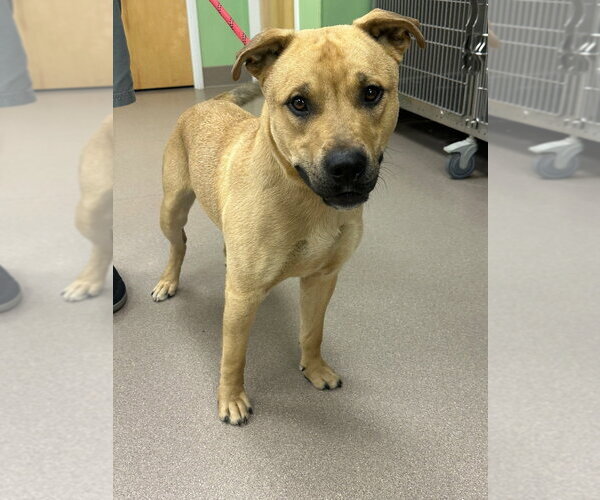 Medium Photo #1 Staffordshire Bull Terrier Puppy For Sale in La Porte, IN, USA