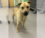 Small Staffordshire Bull Terrier